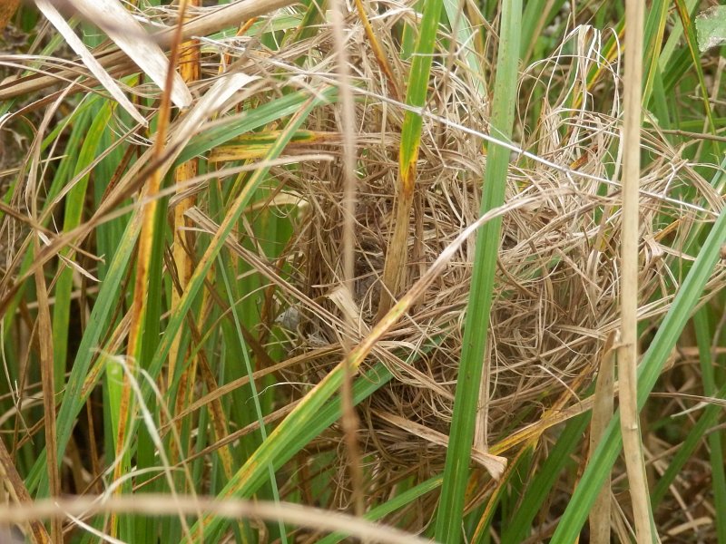 Drinkers, hangovers and harvest mice